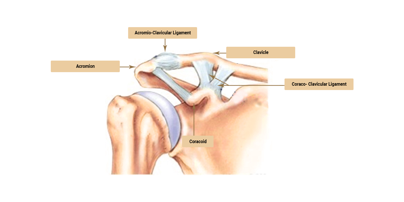 Acromioclavicular Joint Ligaments