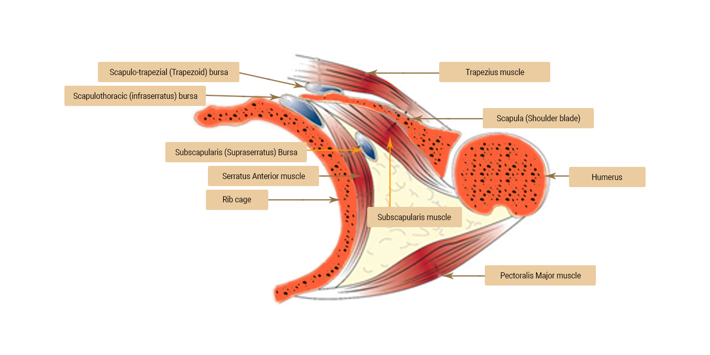 Shoulder Ripples London Upper Limb Surgery