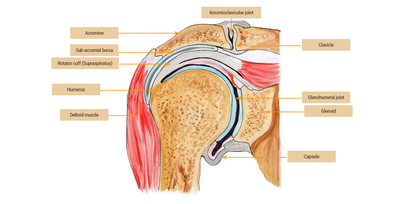 Shoulder Joint Anatomy Diagram The Shoulder Joint Structure Shoulder Joint Anatomy Diagram The Shoulder Joint Structure